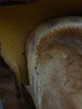 Butyriboletus taughannockensis image