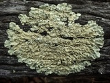 Flavoparmelia soredians image
