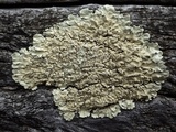 Flavoparmelia soredians image
