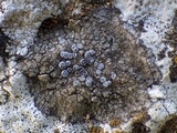 Caloplaca variabilis image