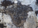 Caloplaca variabilis image