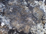 Caloplaca variabilis image