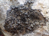 Caloplaca variabilis image