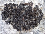 Lathagrium cristatum image