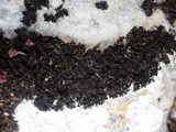 Lathagrium cristatum image