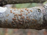 Caloplaca pyracea image