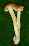 Boletus nobilis image