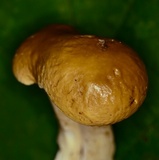 Boletus nobilis image