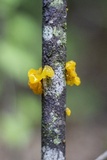Naematelia aurantia image