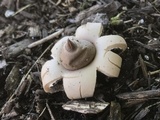 Geastrum morganii image