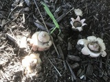 Geastrum morganii image