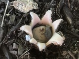 Geastrum morganii image