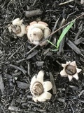 Geastrum morganii image