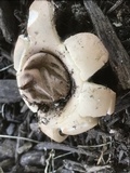 Geastrum morganii image