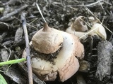 Geastrum morganii image