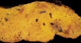 Hapalopilus mutans image