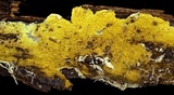Leucogyrophana olivascens image