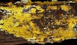 Leucogyrophana olivascens image