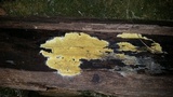 Leucogyrophana olivascens image