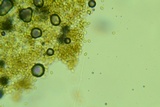 Leucogyrophana olivascens image