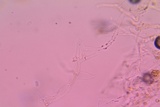 Leucogyrophana olivascens image