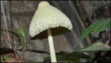 Leucocoprinus straminellus image