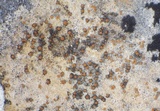 Caloplaca ochracea image