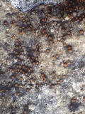 Caloplaca ochracea image