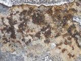 Caloplaca ochracea image