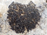 Collema flaccidum image