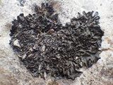 Collema fuscovirens image