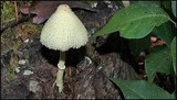 Leucocoprinus straminellus image