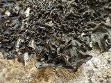 Collema fuscovirens image
