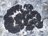 Lathagrium cristatum image