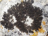 Lathagrium cristatum image