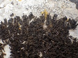 Lathagrium cristatum image