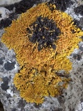 Collema fragile image