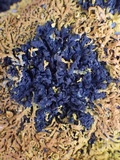 Collema fragile image