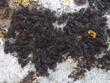 Collema fragile image