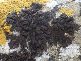 Collema fragile image