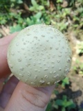 Amanita pubescens image