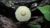Leucocoprinus straminellus image