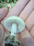 Amanita pubescens image