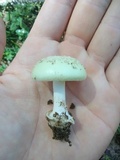 Amanita pubescens image