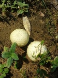 Amanita pubescens image