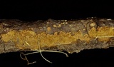 Hydnoporia olivacea image