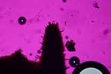 Hydnoporia olivacea image