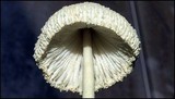 Leucocoprinus straminellus image