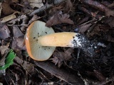 Lactarius volemus image