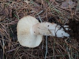 Lactarius vinaceorufescens image